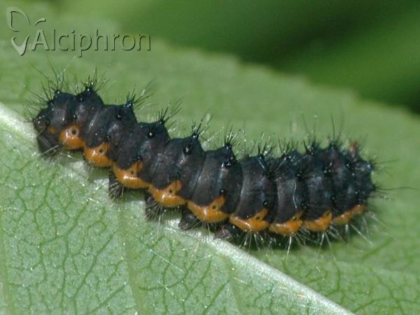 Saturnia pavonia