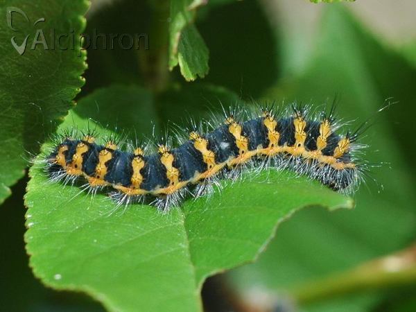 Saturnia pavonia