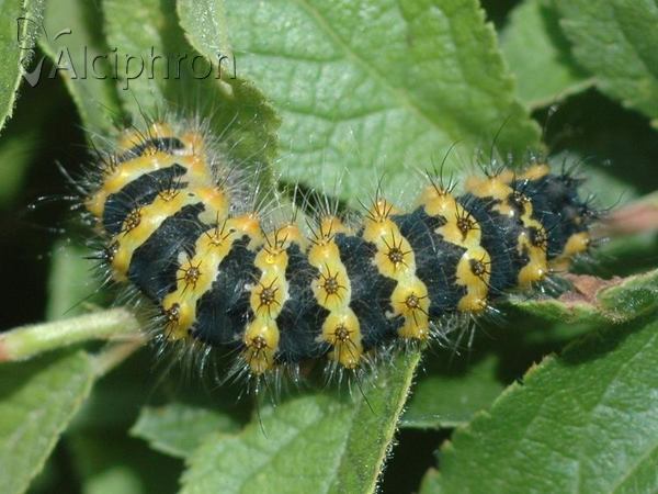 Saturnia pavonia