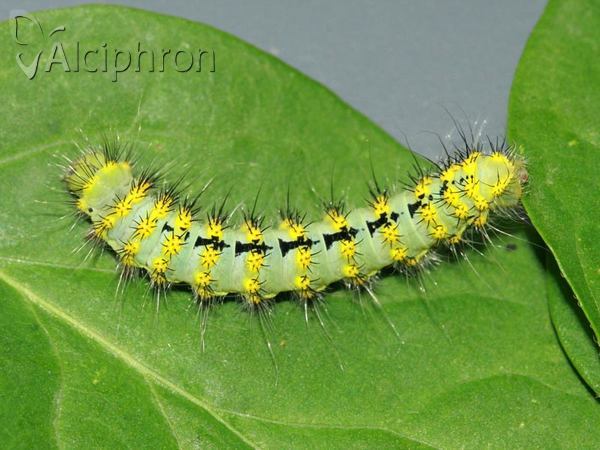 Saturnia pavonia