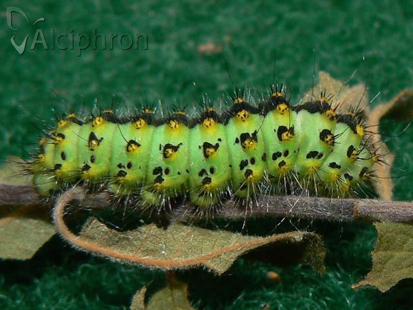 Saturnia pavonia