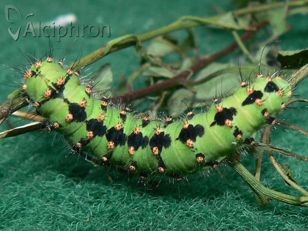 Saturnia pavonia