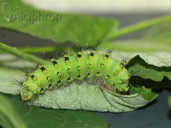 Saturnia pavonia