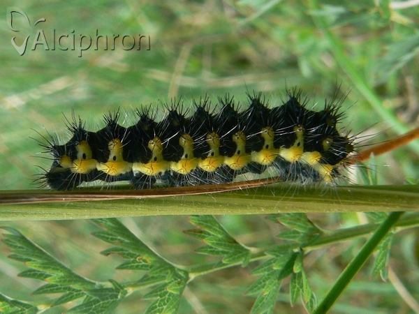 Saturnia pavoniella