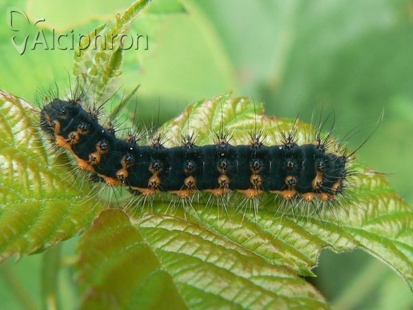 Saturnia pavoniella