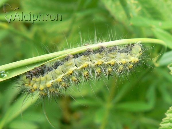 Saturnia pavoniella