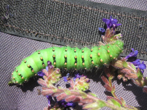 Saturnia pavoniella
