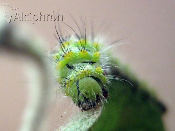 Saturnia pavoniella