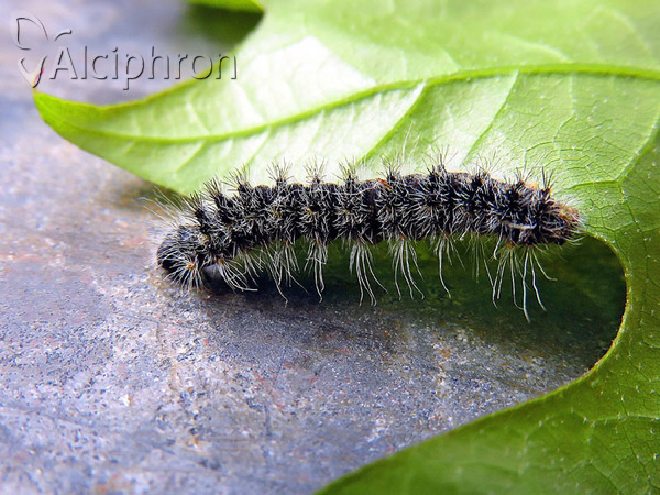 Saturnia caecigena