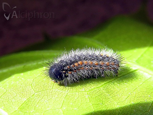 Saturnia caecigena
