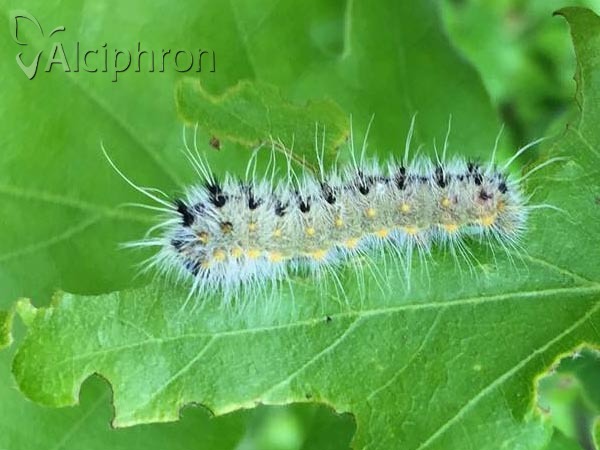 Saturnia caecigena