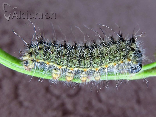 Saturnia caecigena