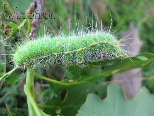 Saturnia caecigena