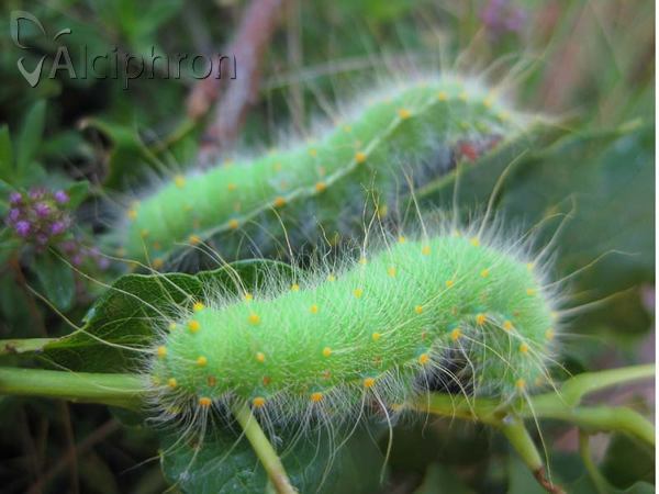 Saturnia caecigena