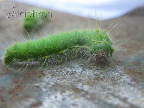Saturnia caecigena
