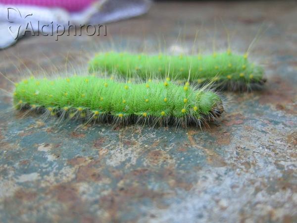 Saturnia caecigena