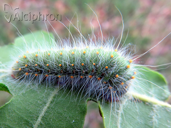 Saturnia caecigena