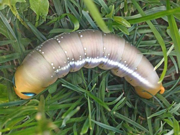 Daphnis nerii