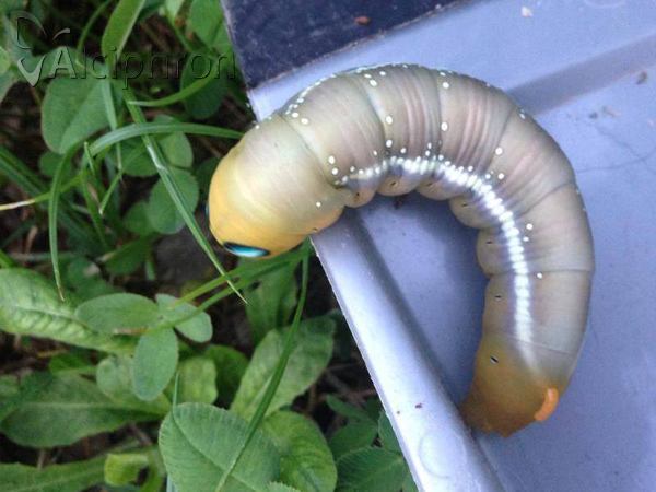 Daphnis nerii