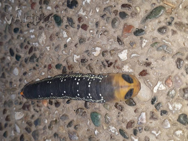 Daphnis nerii