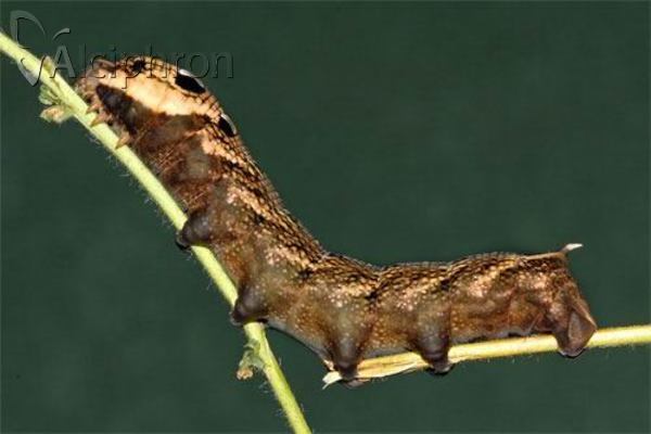 Deilephila elpenor