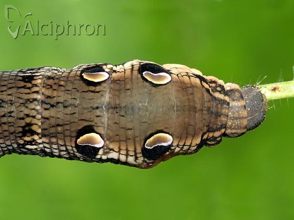 Deilephila elpenor