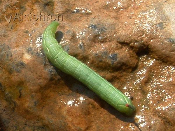 Deilephila elpenor