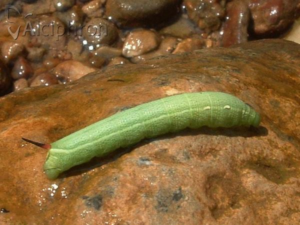 Deilephila elpenor