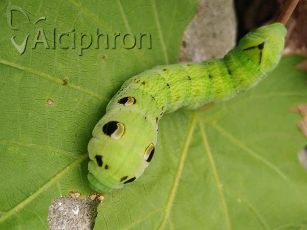 Deilephila elpenor
