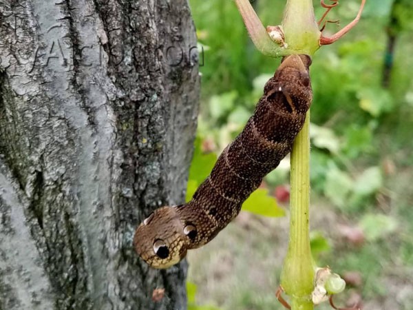 Deilephila elpenor