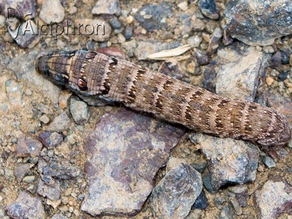Deilephila porcellus