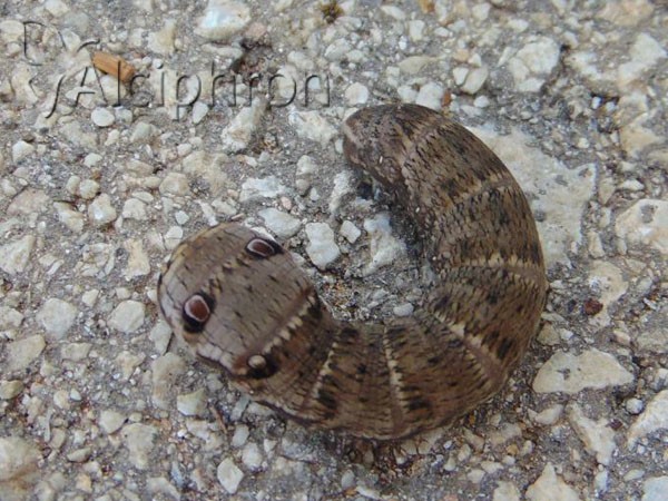 Deilephila porcellus