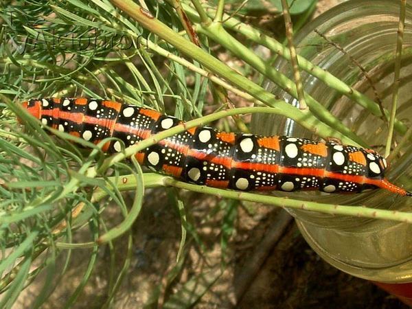 Hyles euphorbiae