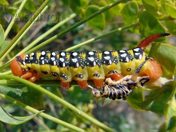 Hyles euphorbiae