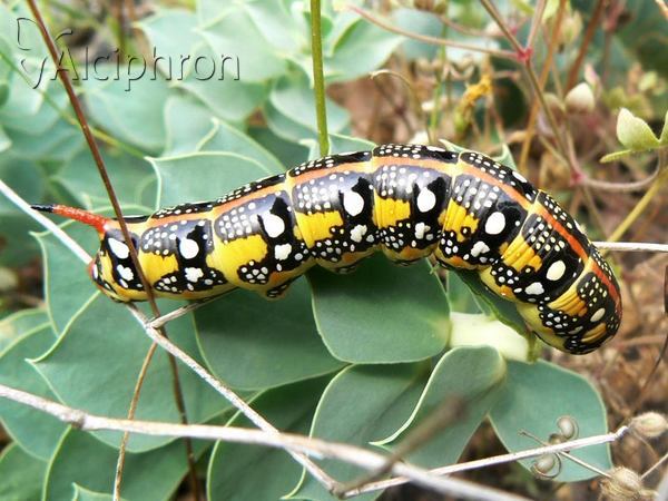 Hyles euphorbiae