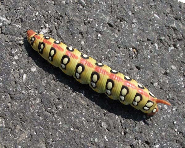 Hyles euphorbiae