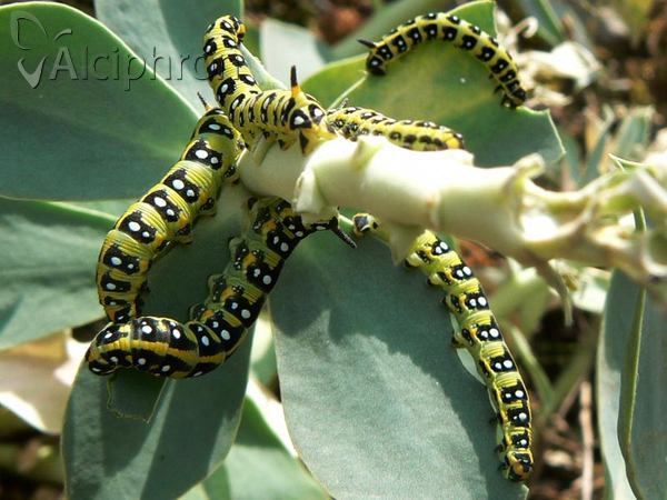 Hyles euphorbiae