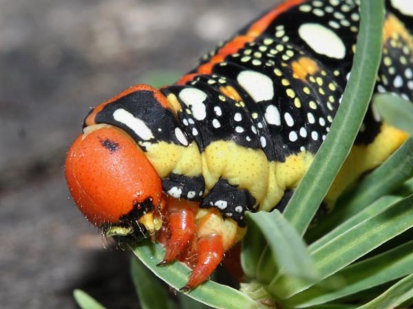 Hyles euphorbiae