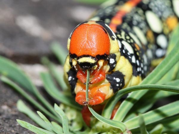 Hyles euphorbiae