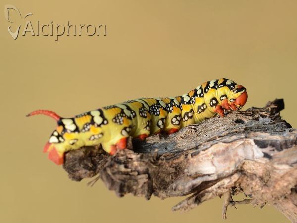 Hyles euphorbiae