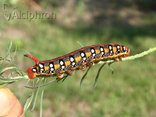 Hyles euphorbiae