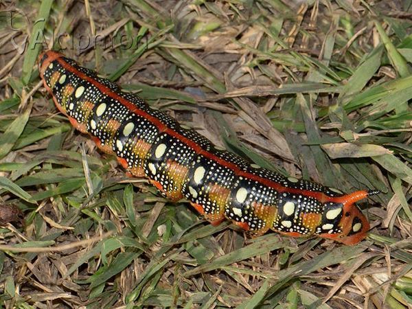 Hyles euphorbiae