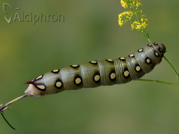 Hyles gallii
