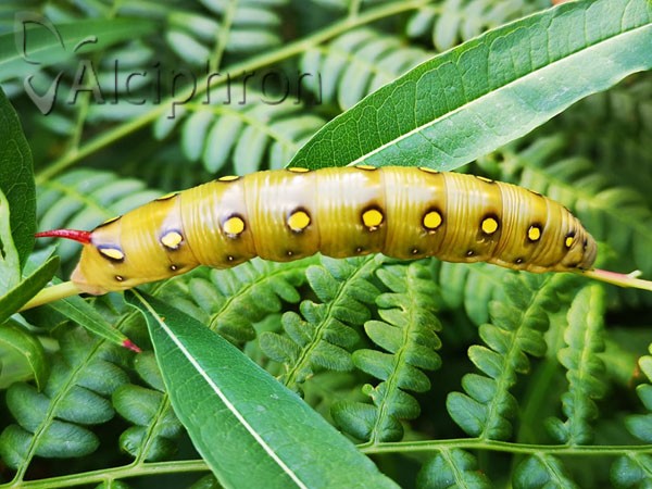 Hyles gallii