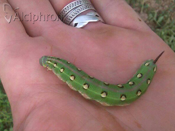 Hyles gallii