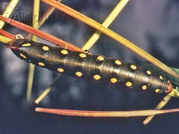 Hyles gallii