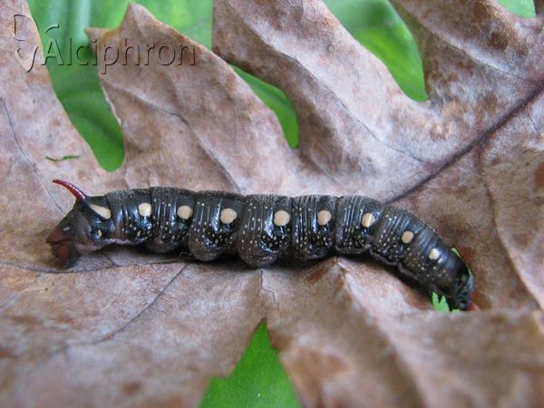 Hyles gallii