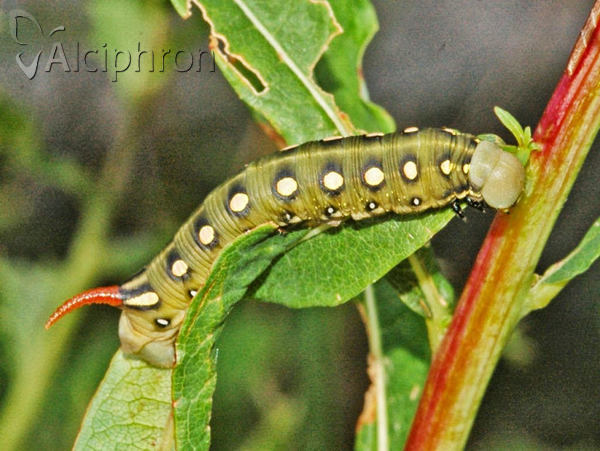 Hyles gallii