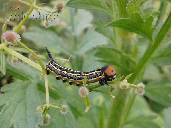 Hyles livornica