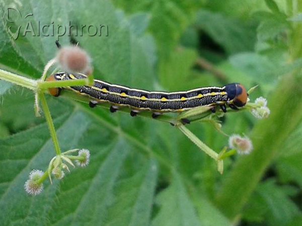 Hyles livornica
